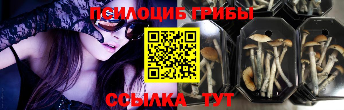 Галлюциногенные грибы Cubensis  Псилоцибиновые грибы прущие грибы  Сарапул  где купить   Вход с VPN 
